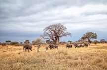  3 Days Ngorongoro Crater and Serengeti Safari.