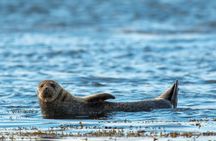 Harbour Walk & Coastal Boat Tour COMBO - PRIVATE GROUP