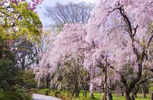 Kyoto: Nijo Castle World Heritage Guided Tour with Admission
