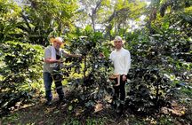 Coffee Farm Shared Tour from Salento