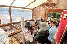 Coffee Farm Shared Tour from Salento