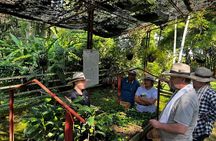 Coffee Farm Shared Tour from Salento