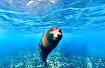Balandra by Sea Wildlife and Snorkeling from Pichilingue