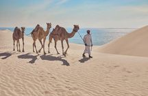 Sunset & sunrise Desert Safari with Sandboarding and Camel Ride