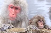 Nagano Snow Monkey Park With Beef Sukiyaki And Gods Wine Tour