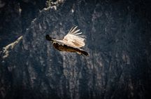 Colca Experiential Full Day