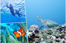 Discover Ishigaki's Hidden Treasures Snorkeling Tour at BlueCave 
