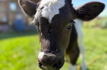 Prehispanic Xochimilco:Sailing Chinampas, axolotls, bird watching