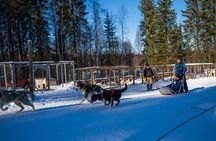 Rovaniemi Husky Safari & Campfire BBQ – 6‑10 km Self‑Drive
