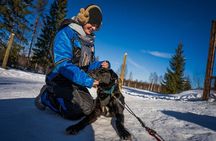Rovaniemi Husky Safari & Campfire BBQ – 6‑10 km Self‑Drive