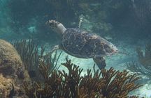 Mesoamerican Reef Snorkeling Adventure