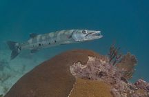 Mesoamerican Reef Snorkeling Adventure