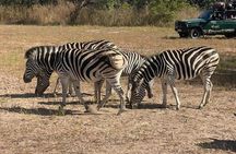 Safari adventure at Fathala Wildlife Reserve in Senegal
