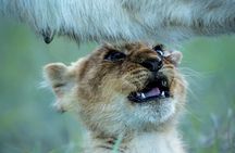 Half Day Safari to Nairobi National Park Excursion