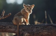 Half Day Safari to Nairobi National Park Excursion