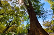 Chapultepec Castle and Forest Walking Tour