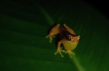 Mystical Rainforest Night Walk Wildlife Adventure After Dark