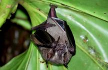Mystical Rainforest Night Walk Wildlife Adventure After Dark