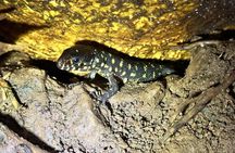 Mystical Rainforest Night Walk Wildlife Adventure After Dark
