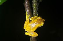 La Fortuna Night Walk (Private)