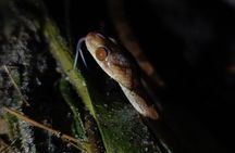 La Fortuna Night Walk (Private)