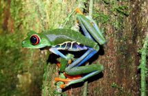 Mystical Rainforest Night Walk Wildlife Adventure After Dark