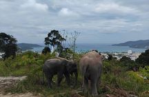 Guide Tour to Patong Ethical Elephant Nature Park