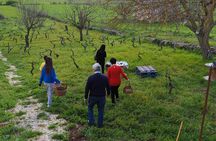 Picnic aperitif in the vineyard of an ancient trullo in Martina Franca