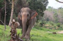 Living Green Elephant Sanctuary Experience near Bangkok & Pattaya