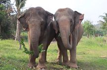 Living Green Elephant Sanctuary Experience near Bangkok & Pattaya