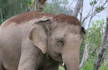 Living Green Elephant Sanctuary Experience near Bangkok & Pattaya