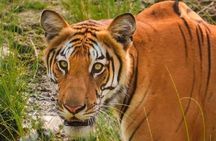3-Day Chitwan National Park Jungle Safari Tour Package with Pick Up