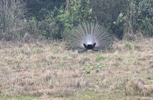 3-Day Chitwan National Park Jungle Safari Tour Package with Pick Up
