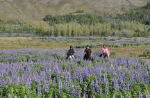 Horseback Riding Tour in Mosfellsbær