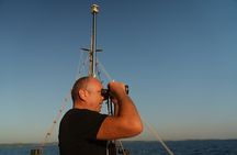Evening Dolphin Cruise with Welcome Drink from Poreč