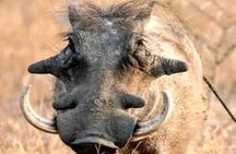 3 Days Safari Adventure in Mikumi National Park