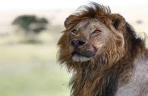 3 Days Safari Adventure in Mikumi National Park