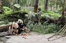 Dujiangyan Panda base & Irrigation System Private Day Tour