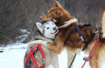 White Adventure with Sledge Ride and Snowmobile