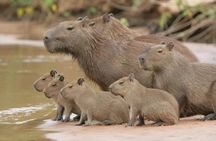 Collpa Chuncho 3 Days: The Greatest Macaw Spectacle in Tambopata