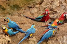 Collpa Chuncho 3 Days: The Greatest Macaw Spectacle in Tambopata
