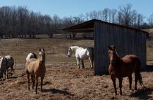Blue Mountain Day Trip: Wine tasting, Horseback & Outdoor Fun!