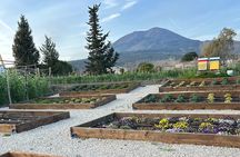 Dinner at a Winery on the Slopes of Mount Vesuvius