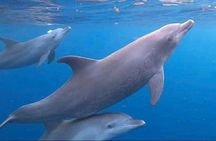 Mnemba, Jozani Forest, Kuza Cave and The Rock Restaurant Tour.