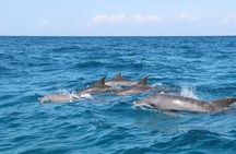 Mnemba, Jozani Forest, Kuza Cave and The Rock Restaurant Tour.