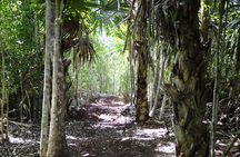 Mountain Bike Jungle Tour and Cenote