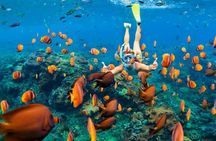 Mnemba Snorkeling and Swimming with Dolphins Trip