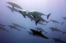 Mnemba Snorkeling and Swimming with Dolphins Trip