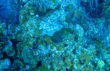 Belize Barrier Reef Two Tank Dive Experience 