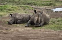 Half Day Safari to Nairobi National Park Excursion